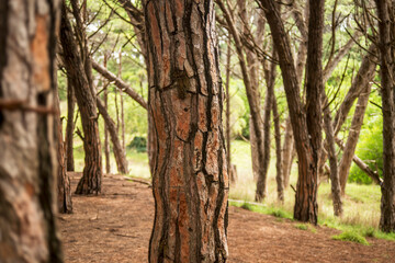 Fototapeta premium can't see the forest for the trees