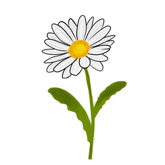 daisy flower isolated on white