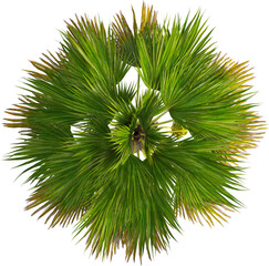 Top view of palm tree