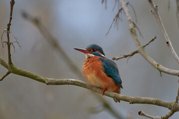 Fototapeta premium kingfisher sits on branch in spring, Danubain wetland, Slovakia
