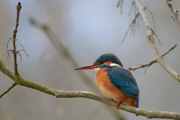 Obraz premium kingfisher sits on branch in spring, Danubain wetland, Slovakia