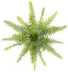 Fototapeta premium Top view of palm tree