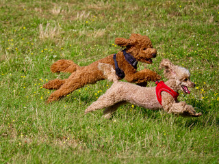 poodle dogs playing in the grass