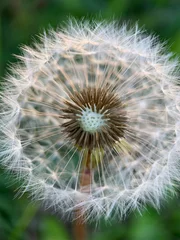 Outdoor kussens dandelion seed head © Natalia