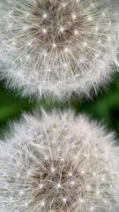 Outdoor kussens dandelion seed head macro © Natalia