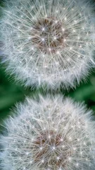 Gordijnen dandelion seed head macro © Natalia