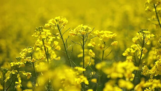 Blooming canola on a sunny day.