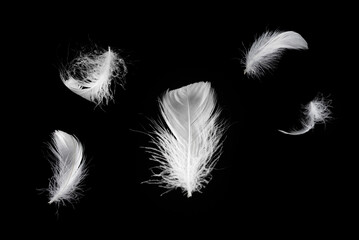 Obraz premium White feather isolated on a black background.