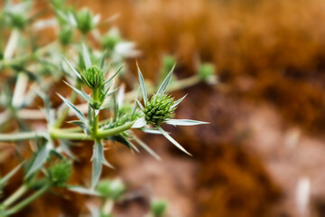 Eryngium flowering plants Common names include eryngo and sea holly Perennial herbs with spiny leaves on brown background Dome-shaped umbels of green flowers. Grassland plants. Wildflowers wallpaper.