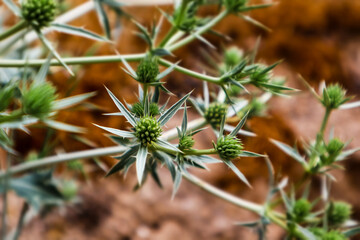 Eryngium flowering plants Common names include eryngo and sea holly Perennial herbs with spiny leaves on brown background Dome-shaped umbels of green flowers. Grassland plants. Wildflowers wallpaper. - obrazy, fototapety, plakaty