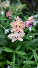 pink and white flower