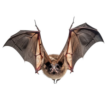 bat isolated on transparent background cutout