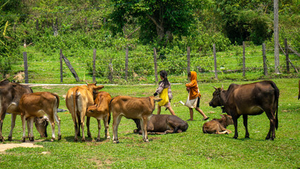 Herd of cows in Laos countryside, with 2 kids in the background, near Pakse