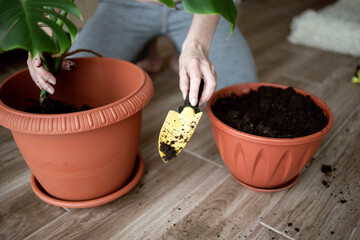 the hands of a woman in close-up with the help of a small garden shovel are transplanting a monstera plant into a large pot. Care of home plants. Evergreens in the interior