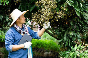 Handsome Asian man farmer is at orchard, wears hat, hold smart tablet. Concept , Smart farmer, use technology wireless internet to search and do research about agriculture. Export Thai fruits.