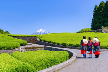 Fototapeta na wymiar 静岡県富士市　大淵笹場の茶畑