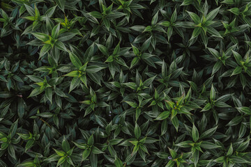 green leaf flat lay background with vintage filter