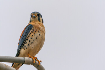 American kestrel