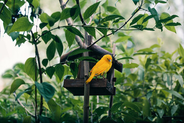 Bird sitting on bird house on a tree among the green leaves in springtime. Shelter and feeder for birds. Wildlife close to human