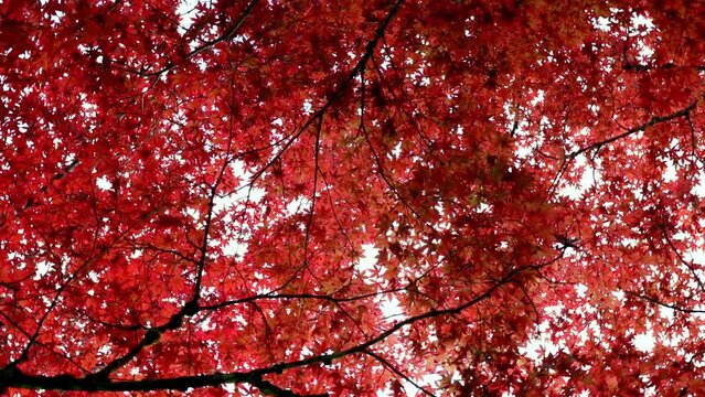 look up crown of trees Rotating maple red leaves