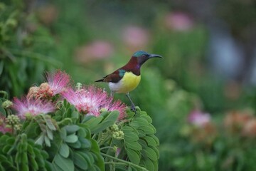 Male Purple Rumped Sunbird 