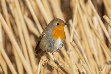 robin on a twig