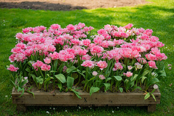 Nature's Palette: The Vibrant Colors of Flowers in the Park