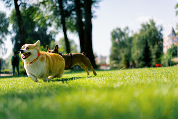 small funny cute dogs french bulldog and corgi on a walk in the park playing on the grass dog...