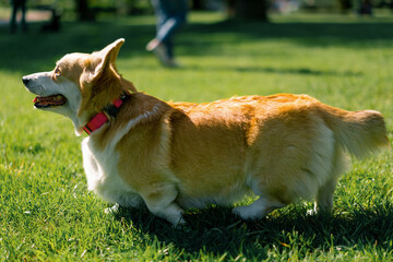 cute corgi dog walking in the park playing in nature and running animals on a walk summer tongue out