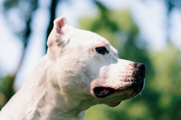 Obraz premium portrait of a beautiful white dog of the pit bull breed Staffordshire terrier on a walk in the park resting
