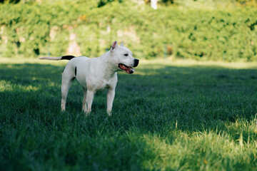 portrait of a beautiful white dog of the pit bull breed Staffordshire terrier on a walk in the park resting