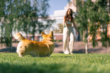 a young girl plays with a corgi dog in the park, throws a ball in nature a dog runs after a toy