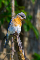 Perched male bluebird on a dead tree.