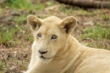 Naklejka premium South African Safari Hluhluwe Zulu Wild White Lion Cub