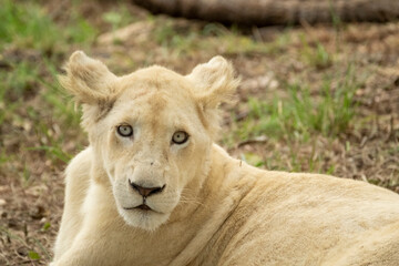 Fototapeta na wymiar South African Safari Hluhluwe Zulu Wild White Lion Cub