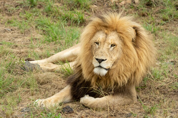 South African Safari Hluhluwe Zulu Wild Lion