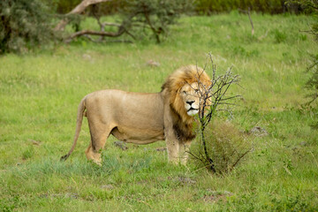 South African Safari Hluhluwe Zulu Wild Lion