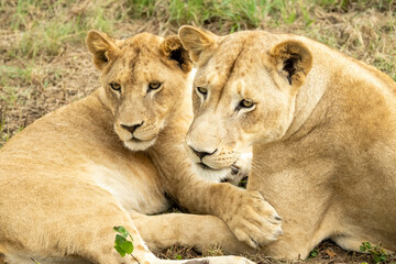 South African Safari Hluhluwe Wild Lioness