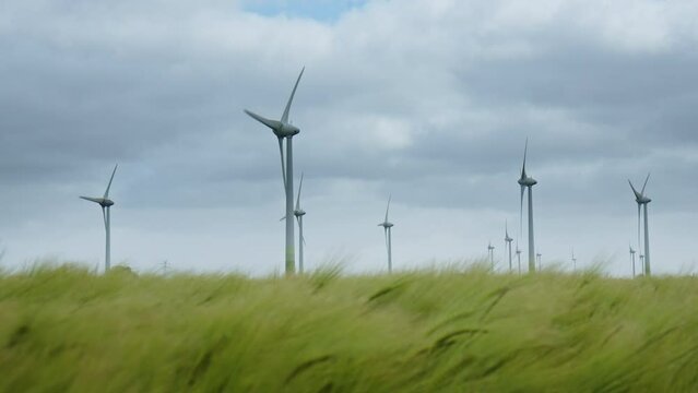 Wind Turbines on a barley field in East Frisia on a windy summer day in 2023. Barley Field moving in the strong wind in the foreground. Dramatic sky.