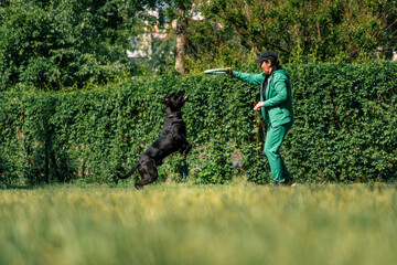 a woman plays with a black dog of a large cane corso breed in the park the dog picks up a toy the...
