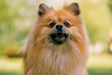 portrait of a small red-haired cute fluffy pomeranian spitz dog walking in the park animals in nature close-up