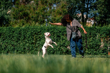 a young curly girl plays with a white dog of a large pit bull breed in the park picks up a toy the dog jumps after her in the air