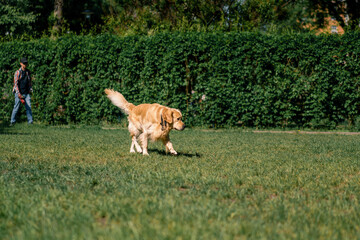 Naklejka na ściany i meble beautiful fluffy golden retriever labrador on a walk in the park playing on the grass summer animal
