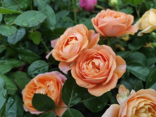 Garden roses are predominantly hybrid roses that are grown as ornamental plants in private or public gardens.