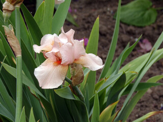 Pink iris on flower bed
