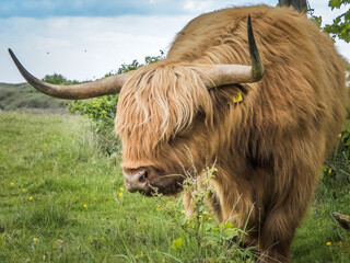 highland cow with horns