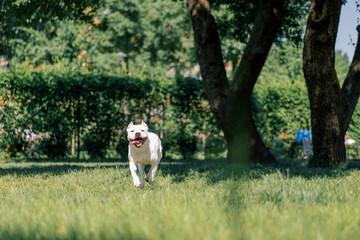 beautiful white dog with tongue sticking out pitbull staffordshire terrier on a walk in the park...