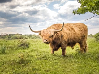 Store enrouleur occultant sans perçage Highlander écossais scottish highland cow
