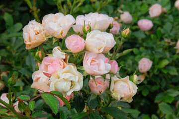 Aromatic beige rose flowers on beautiful bush in flowers garden in summer morning. Roses background in flowers garden.