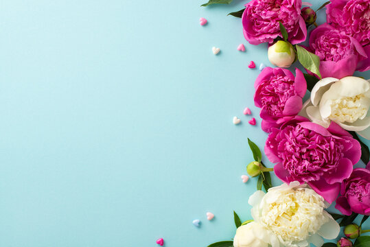Fresh peony flowers concept. Top view photo of magenta and white peony flowers, buds and petals with confetti hearts on isolated light blue background with copy-space